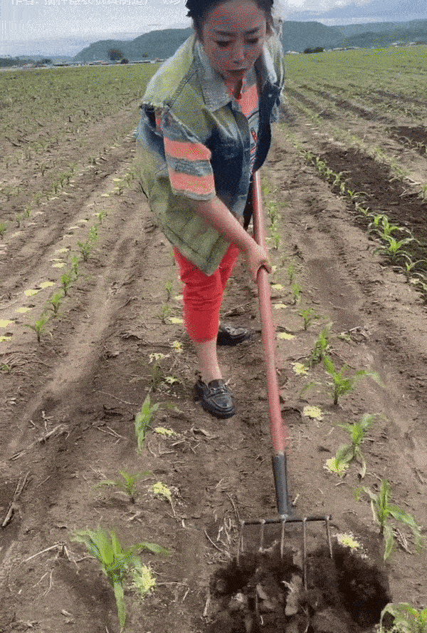 FarmAsia 5 Tyin Hand Cultivator for Farming & Gardening